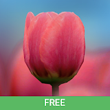 3D Tulip Live Wallpaper Free icon