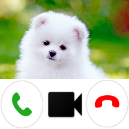 Pomeranian Dog Video Call Simu logo