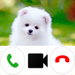 Icon image Pomeranian Dog Video Call Simu