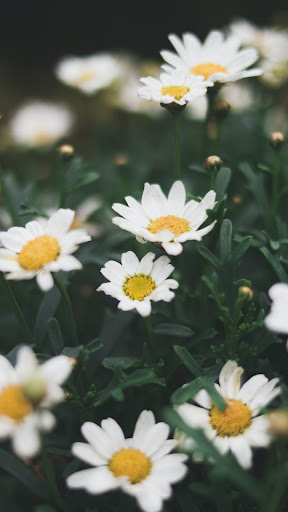 Android application Spring Wallpapers screenshort