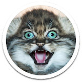 Photo Kittens Live Wallpaper icon