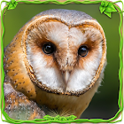 Furious Owl Simulator 1.0