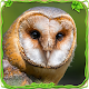 Furious Owl Simulator Download on Windows