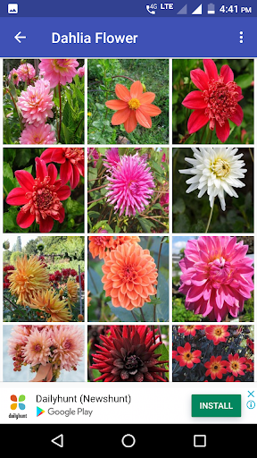 Dahlia Flower HD Wallpaper