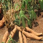 Cover Image of Download KALRO New Cassava Varieties  APK