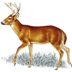 Cover Image of Download Deer Call  APK