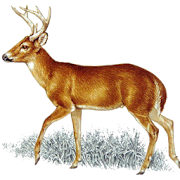 Deer Call
