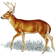 Deer Call Скачать для Windows