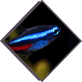 Freshwater Fish icon
