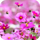 Wild Flowers Wallpapers icon
