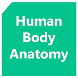 Human Body Anatomy icon