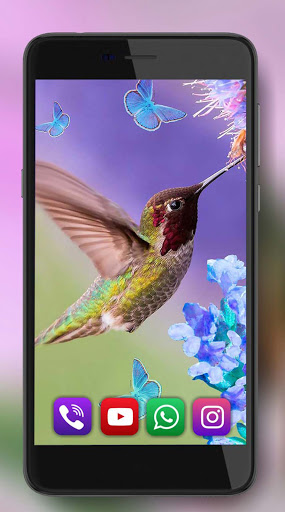 Colibri Songs Nature