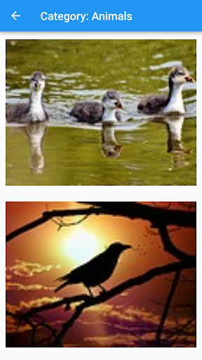 Meirs Flutter Pics Vids