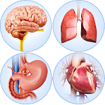 Cover Image of Download Organs Anatomy Pro.  APK