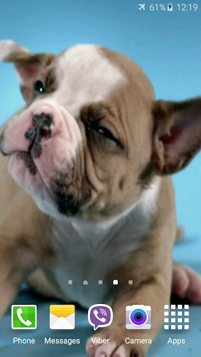 Cute Puppies Video Wallpaper Screen 2