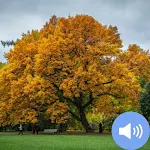 Cover Image of Tải xuống Trees Sounds and Wallpapers  APK