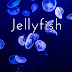 ++ 50 ++ 壁紙 スマホ 綺麗 クラゲ 675447