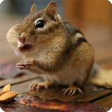 HD Squirrel Wallpaper icon