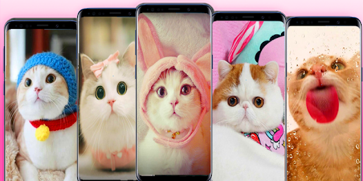 Captura de Pantalla 4 fondos de pantalla de gatos li android