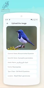 Birds Of UAE