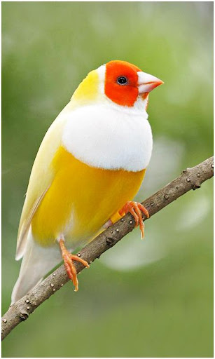 Beautiful Birds Wallpapers Screen 2