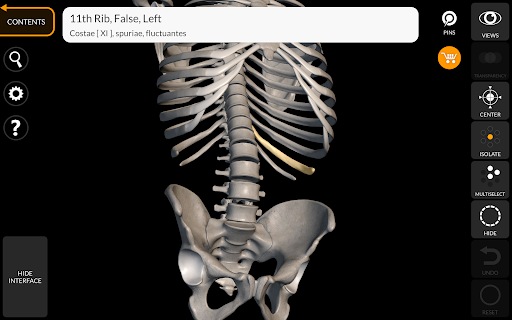 Screenshot of Skeleton | 3D Anatomy