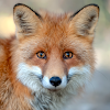 fox sounds icon