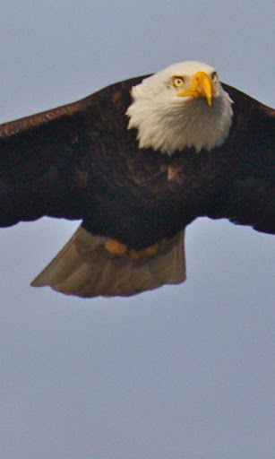 Soaring Eagle Wallpaper