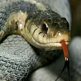 Snake Screen licker LWP icon