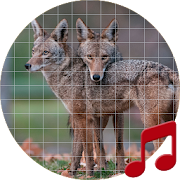 Coyote Sounds ~ Sboard.pro