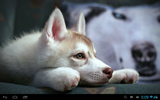 Husky live wallpaper screenshot 5