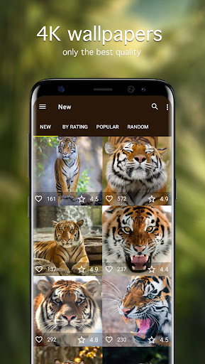 Tiger Wallpapers 4K Screen 2