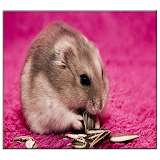 Hamster Live Wallpaper icon