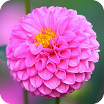 Cover Image of Download Dahlia Flowers Wallpaper HD  APK