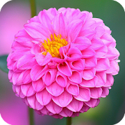 Top 50 Personalization Apps Like Dahlia Flowers Live Wallpaper Best HD - Best Alternatives