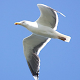 Seagull Flight Simulator Windowsでダウンロード