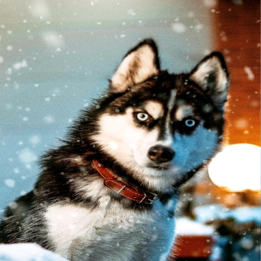 Cute Winter Wallpapers logo