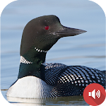 Cover Image of ダウンロード Loon Sounds  APK