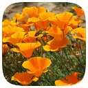 HD Wallpaper - California Poppy Flower icon