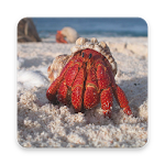 Cover Image of डाउनलोड Hermit Crab Wallpapers HD 1.0 APK