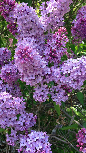 Lilac Wallpapers Screen 2