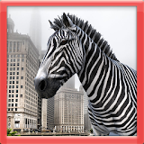 3D Wild Zebra icon