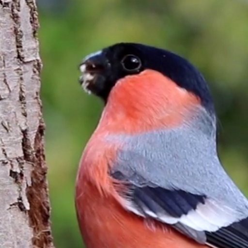 finch wallpaper logo