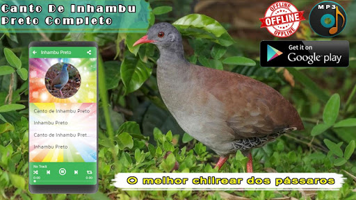 Canto de Inhambu Preto Completo