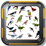 Cantos Pássaros Brasileiros icon