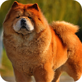 Chow Chow Background icon