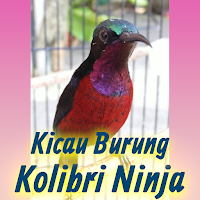 Kicau Burung Kolibri Ninja Pancingan Mp3 Offline