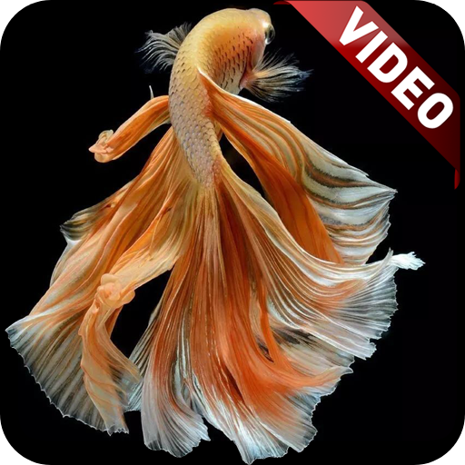 I Fish Video Live Wallpaper logo
