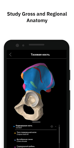 Pirogov Anatomy Screen 2