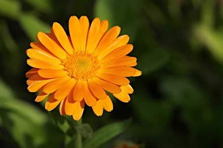 Marigold Flower Wallpaper HD